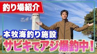 【本牧海釣り施設】12月もアジ爆釣！昼間アジが釣れるサビキのメッカ！泳がせ釣りで青物も狙える