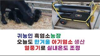 오늘도 흑염소농장 아기염소 생산, 열풍기로 실내온도 조절