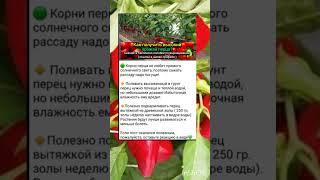 болгарский перец, секреты выращивания.