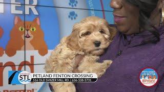 Petland helps smooth the transition of bringing home a new puppy