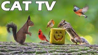 TV FOR CAT On Halloween  Squirrel And Bird Around The Pumpkin  Bird Sounds Relax Your Cat! CAT TV