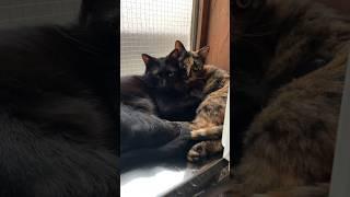 【そっくり】さすが兄妹#猫　#ねこ
