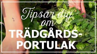 Tipsar dig om trädgårdsportulak