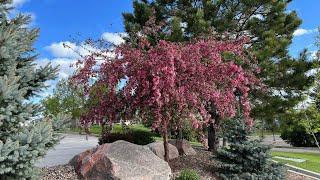 Flowering Crabapples | A Look At Several Varieties