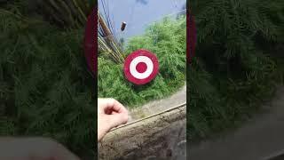 Why Is The Archerfish Called Nature's Water Gun?  | Sharpshooter Water Gun Fish