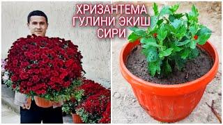 хризантема гулини экиш ва купайтириш 999035127 Xrizantema gilini tuvakka ekish va kopaytirish