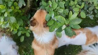 Steinunn’s Kennel Selbstversorger #steinunns_kennel #icelandicsheepdog #islandhunde #doglife