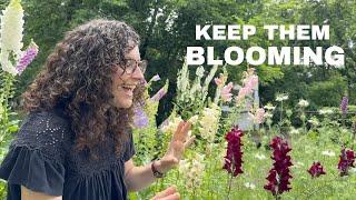 How to keep snapdragons blooming all summer