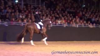 EquitanaHengstschau2013_Bodyguard