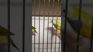 Beautiful Gouldian Pair #lady Gouldian finch #beautiful Birds #RK Official #new #finch #birds