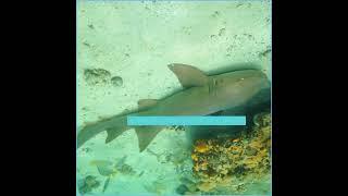 Estate SharK Property Management SALE SALE Gulf Mexico Shark