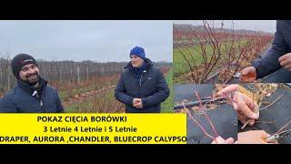 Cięcie Krzewów 3/4/5 Letnich Calypso Draper Chandler Aurora Bluecrop Pokaz Cięcia Paweł Łasica