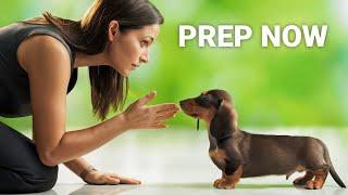 What You Need to Know Before Getting a Dachshund