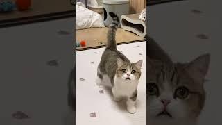 고양이가 불렀을 때 대답 안해주면 Cutest Cat Meow