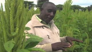 Improving Seed Production for African Indigenous Vegetable Farmers