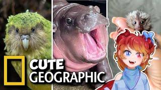 Cute & Wonderful! Not Scary At All!! | 1 Minute Animals Reaction