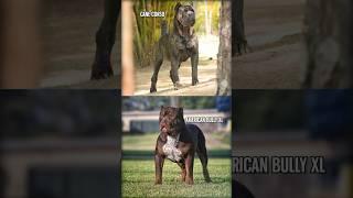 Cane Corso vs. American Bully XL #shorts