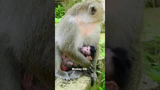 #deedee#devi#jenifer #monkeyupdate #babyanimal #luno #monkeychannel #babymonkey #cute #newbornmonkey