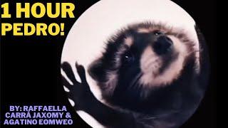 1 Hour - Pedro-Pedro-Pedro! | Raffaella Carrà | Jaxomy Remix | Pedro The Dancing Racoon!