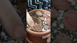 Lithop Life Cycle Examples