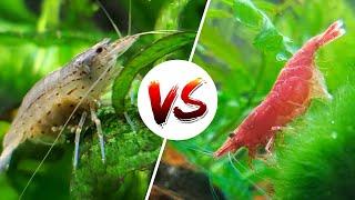 Amano vs Cherry Shrimp – Which is Better?