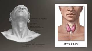 Basics of Thyroid Ultrasound