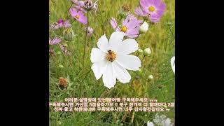 붕어빵 홍보영상 !!