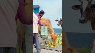 Be Human And Help Animals️️#shorts #shortvideo