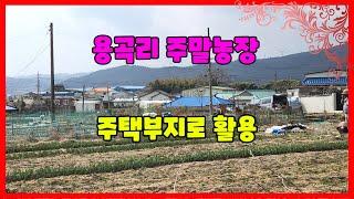 607 용곡리 주말농장 매매 주택을 지을 수 있는 흥해주말농장매매 조용하고 깨끗한 포항주말농장매매 포항부동산 지목부동산 흥해부동산