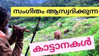 Nelliyampathy Guru | Elephants enjoying music.. സംഗീതം ആസ്വദിക്കുന്ന കാട്ടാന കുടുംബം