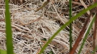 Ruddy Darter Dragonflies - Norfolk - July 30th 2022