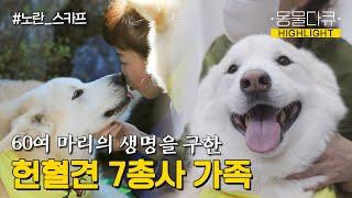 [동물극장 유튜브 오리지널] 60여 마리의 생명을 구했다! 사랑스러운 헌혈견 7총사 가족  | 동물극장 단짝 EP38 | KBS 221105 방송