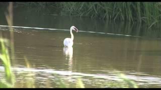 Escaped Flamingo on the flashes on a Middlewich canal