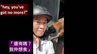 親親退役馬之 超級表情王馬智商好高嘎【我的馬朋友2】 my cute racehorse friend asking for treats[horse friends2]