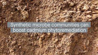 Using the core microbiome to create synthetic communities designed to enhance phytoremediation