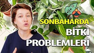 Sonbaharda Bitki Problemleri ve Çözümleri | Bitki Bakımı İpuçları