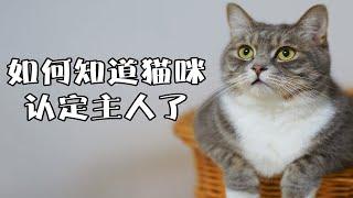 原来你的猫这么爱你