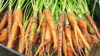 First time harvest my carrots