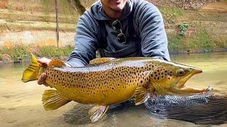 Caught the Biggest Brown Trout Ever!【NZ Fly Fishing】