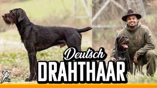 Deutsch Drahthaar - Aaron vom Ebrachtal