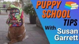 Puppy Training Class: What a Professional Dog Trainer Takes To School