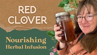 Red clover nourishing herbal infusion benefits