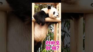 So cute#lovao #lovuji #aibao