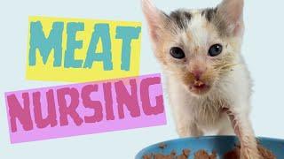 Meat Nursing: How to Help Weaning Kittens Struggling to Eat