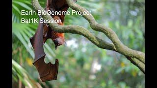 Earth BioGenome Project - Bat1K Session