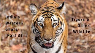 India's Western Ghats: Tigers & Other Wildlife