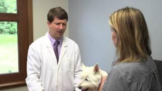 5 Ways Pet Owners Make Veterinary Medicine Hard