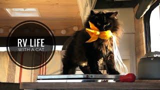 Preparing for RV Life with a Cat