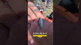 어디서 많이 듣던 소린데... #남해 #볼락 #방생 #방류 #바다 #낚시 #fish