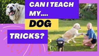 Can I teach my dog tricks?